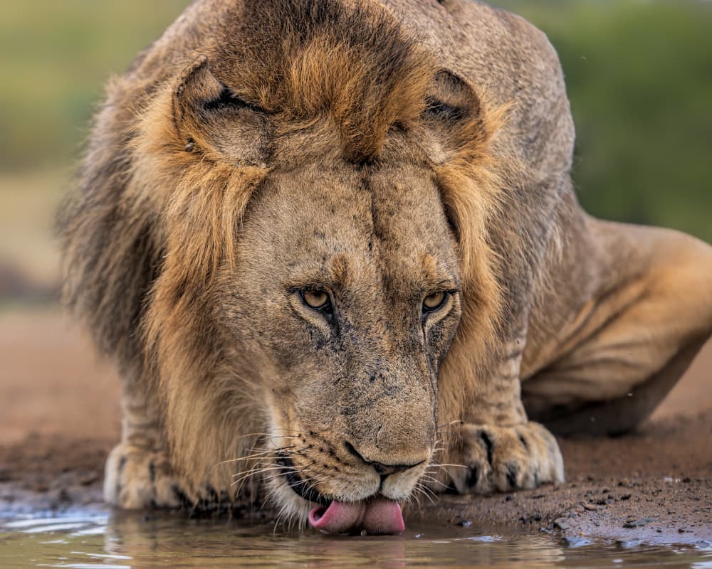 African Lion Drinks Water by Jun Zuo — canvas wall art