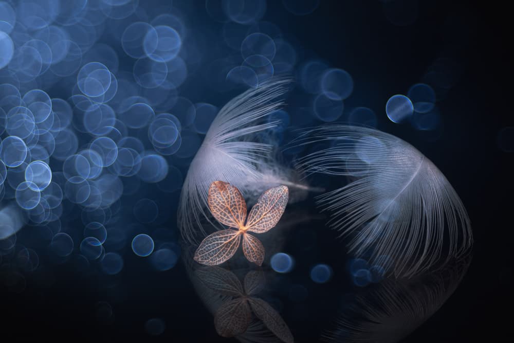 Ethereal Feather Reflection by Igor Kopcev — canvas wall art