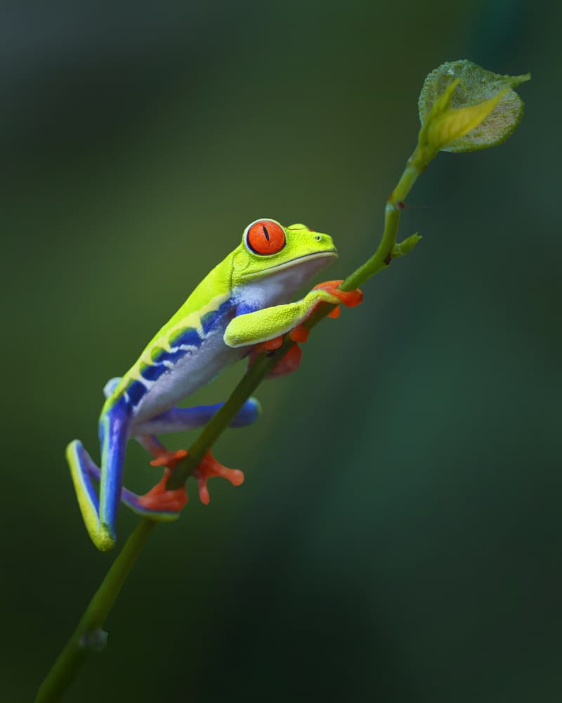 Red-Eyed Tree Frog by Qing Zhao — canvas wall art