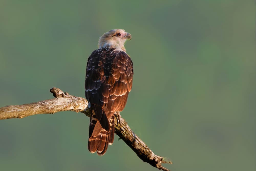 Majestic Forest Raptor by Rajat Dhesi — canvas wall art