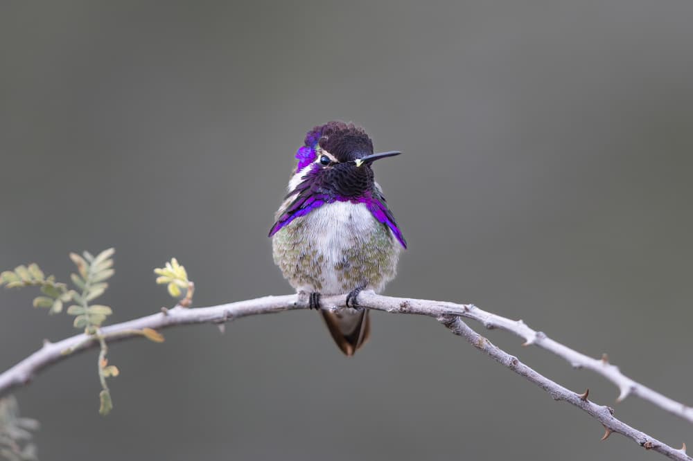 Perching Purple Hummingbird by Bill Lu — canvas wall art