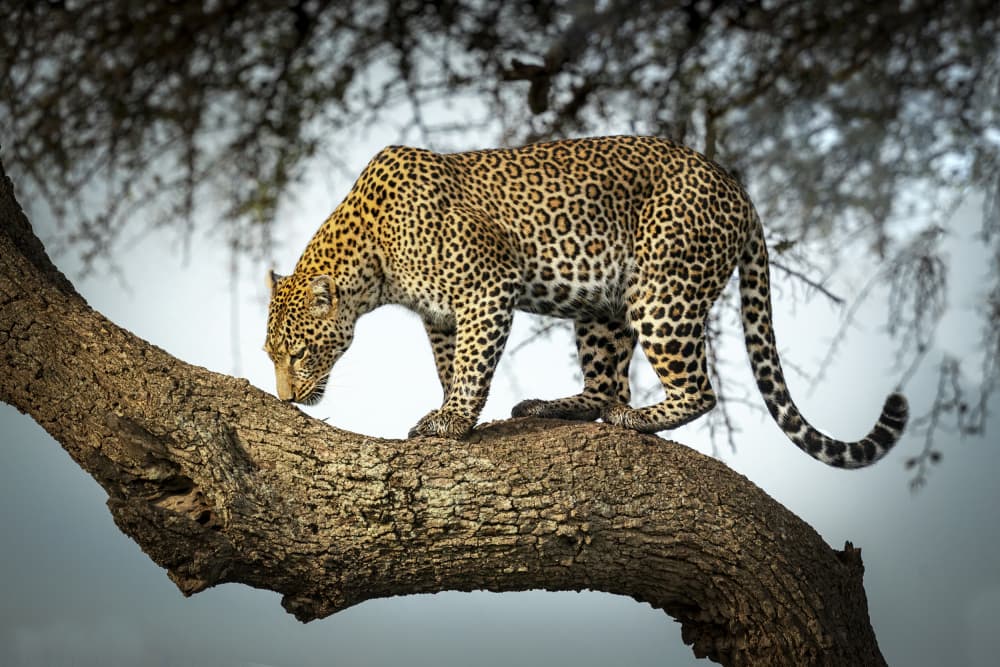 African Leopard on Branch by Roshkumar — canvas wall art