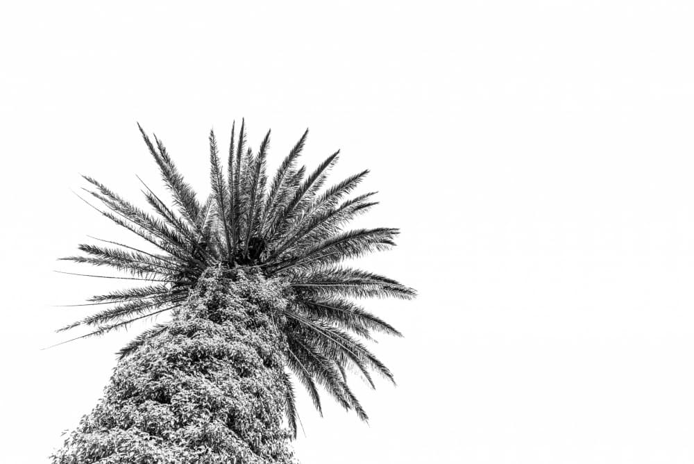 Minimal Palm Tree by Photolovers — canvas wall art