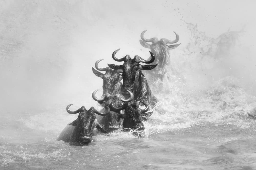Wildebeest River Crossing by Mohammed Alnaser — canvas wall art