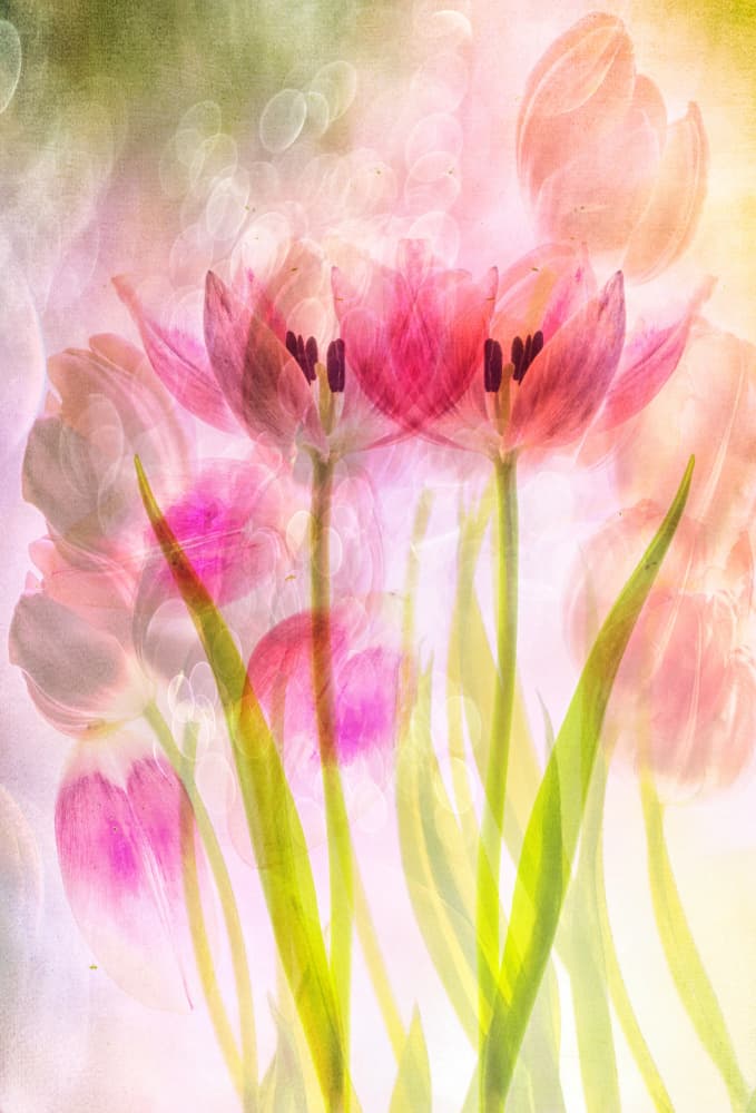 Ethereal Pink Tulips by Hilda van der Lee — canvas wall art