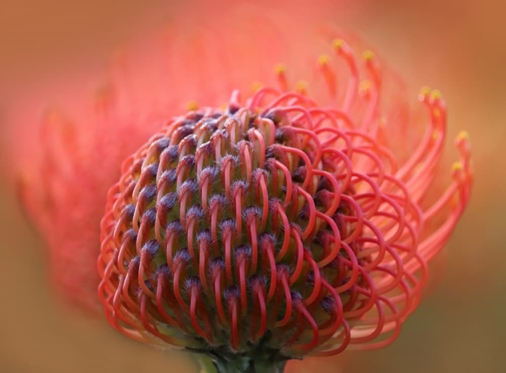 Fiery Pincushion Bloom by Robin Wechsler — canvas wall art