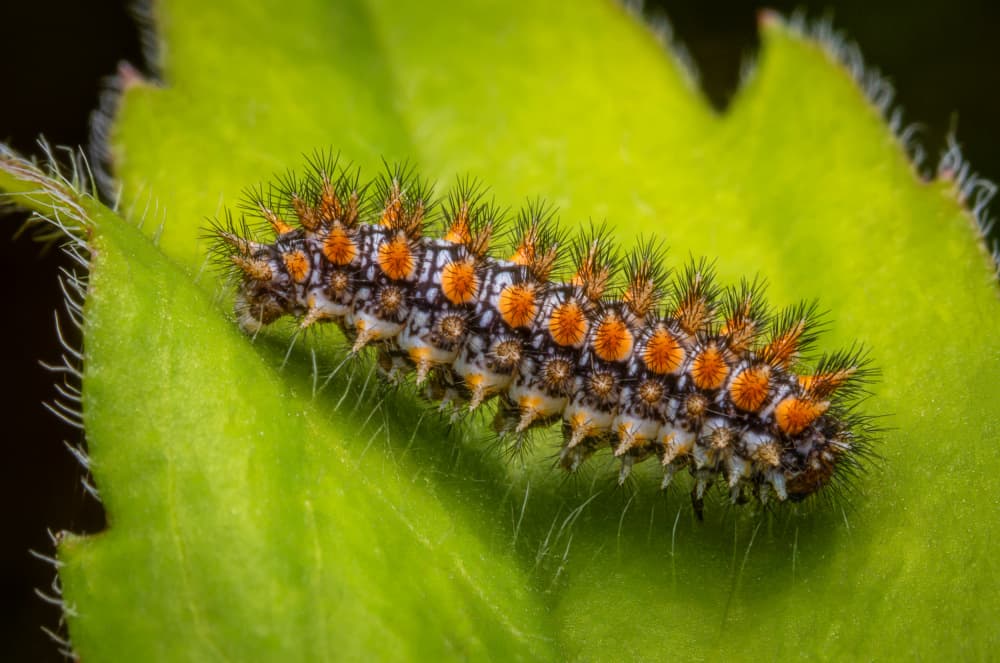 Spiky Orange Caterpillar by Eduard Andrica — canvas wall art