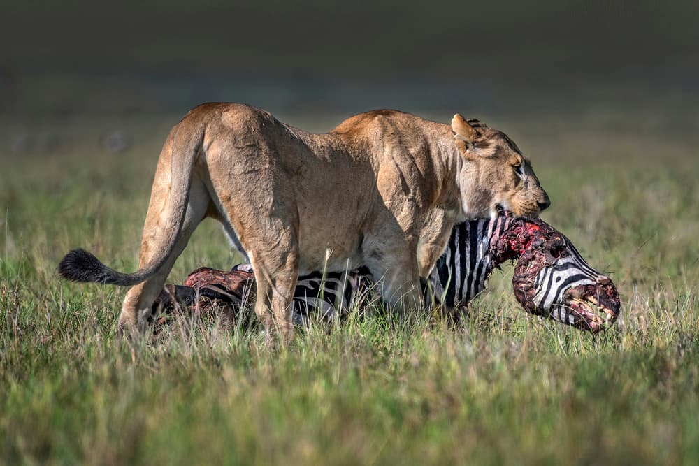 Lioness With Zebra Prey by Xavier Ortega — canvas wall art