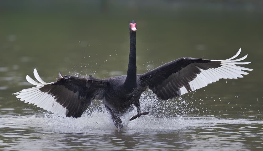 Majestic Swan Splash by C.S. Tjandra — canvas wall art