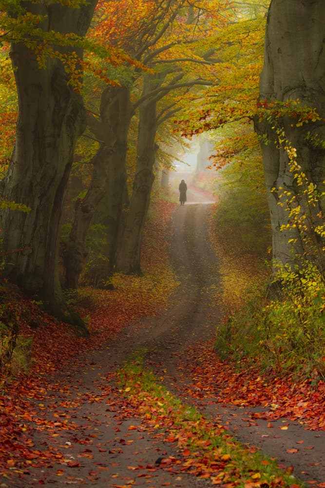 Misty Autumn Path by Leszek Paradowski — canvas wall art