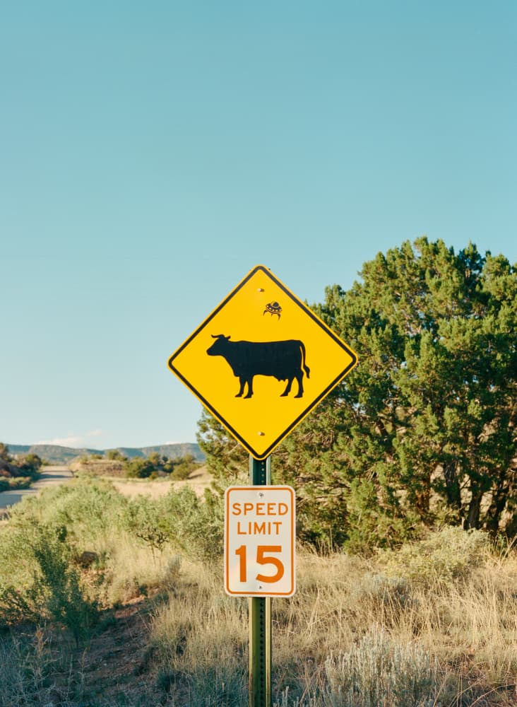 Cow Crossing Speed Limit by Bethany Young — canvas wall art