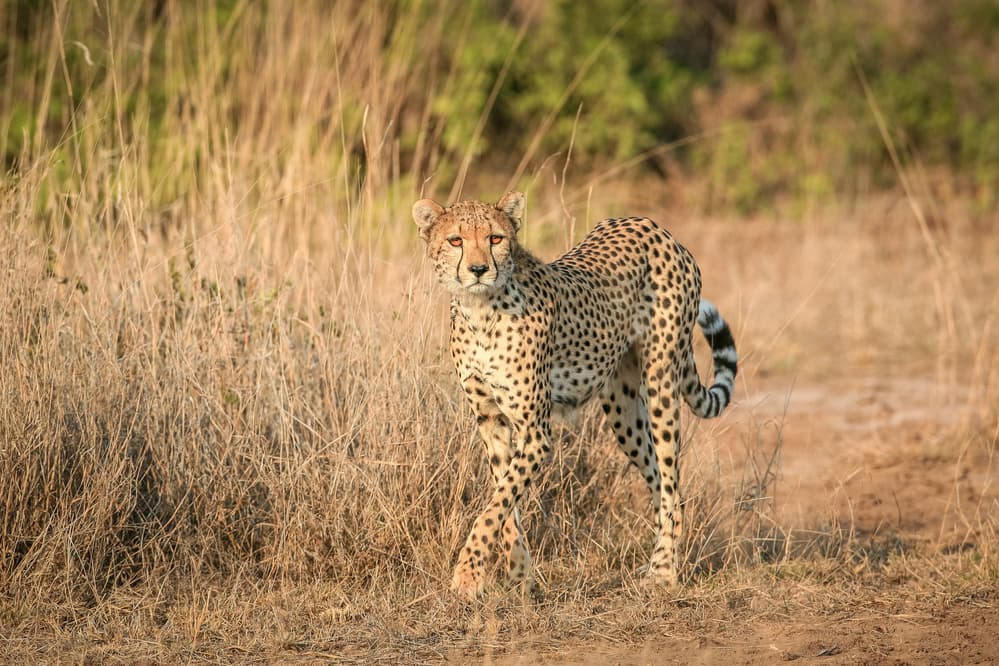 Cheetah In Golden Grass by Jeffrey C. Sink — canvas wall art
