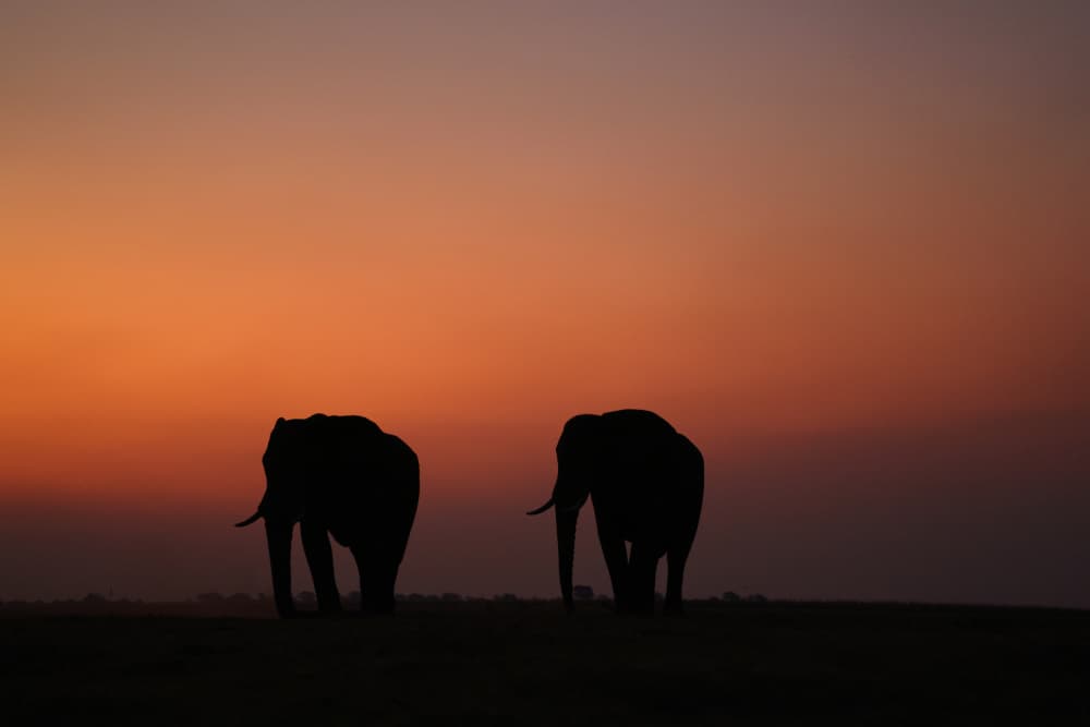 African Elephants Sunset by Etienne Steenkamp — canvas wall art