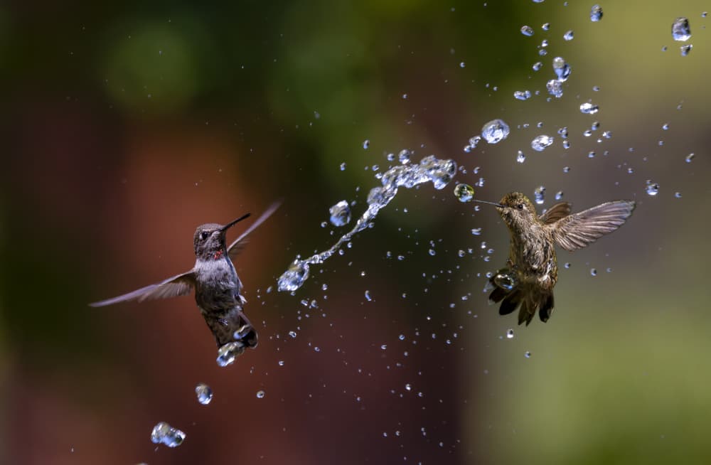 Hummingbirds Water Play by DonnaHom APA — canvas wall art
