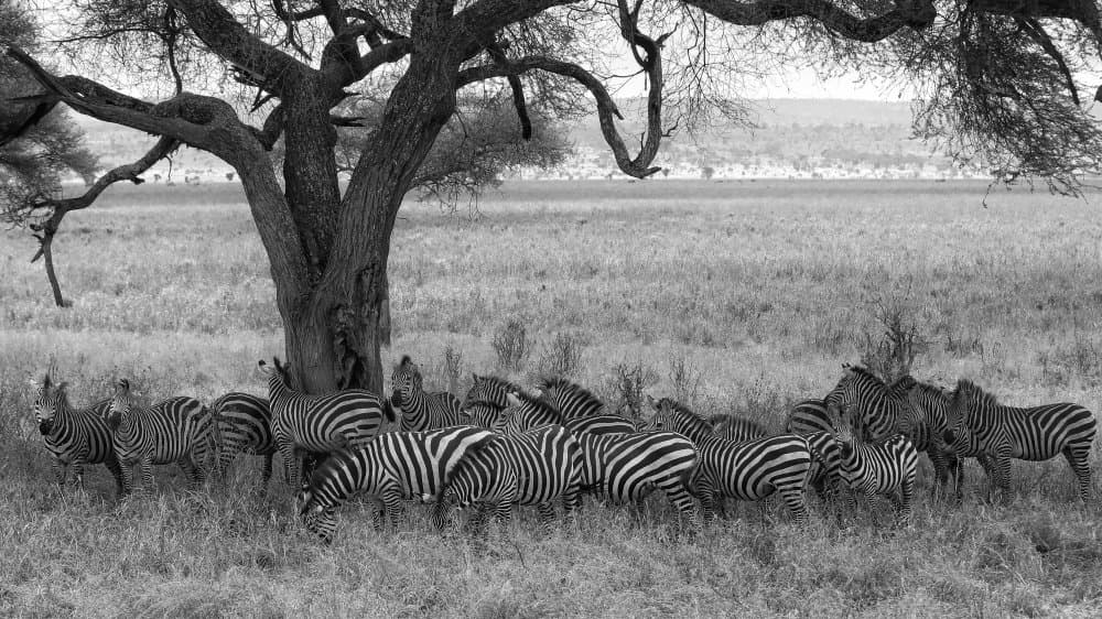 Zebras Under Tree Shade by David Manusevich — canvas wall art