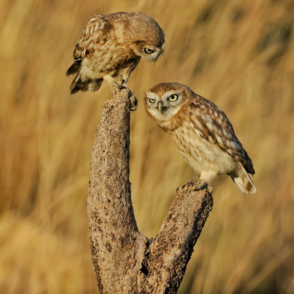 Curious Little Owls by David Manusevich — canvas wall art