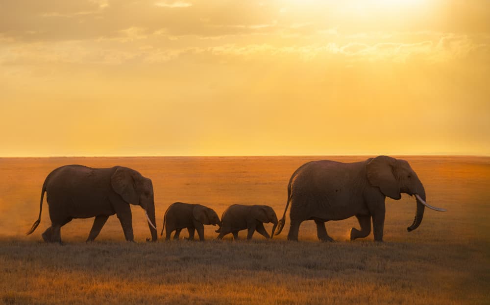 Elephant Family Sunset by Yanny Liu — canvas wall art