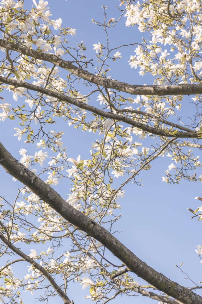 Spring Magnolias No. 3 by Lynann Colligan — canvas wall art