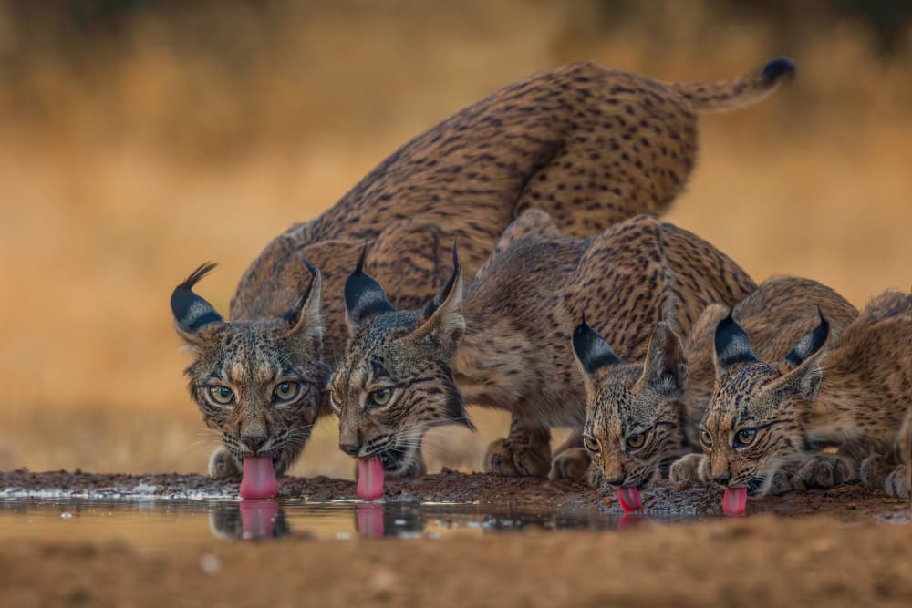 Iberian Lynx Family Drink by Max Wang — canvas wall art