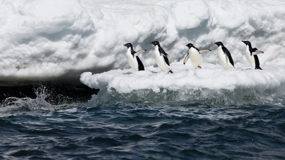 Adelie Penguins Marching by Siyu_Wei APA — canvas wall art