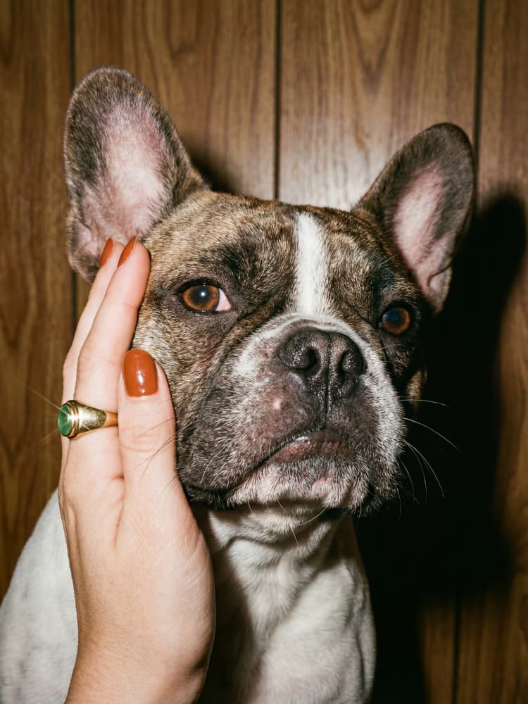 Beloved French Bulldog by Andreas Magnusson — canvas wall art