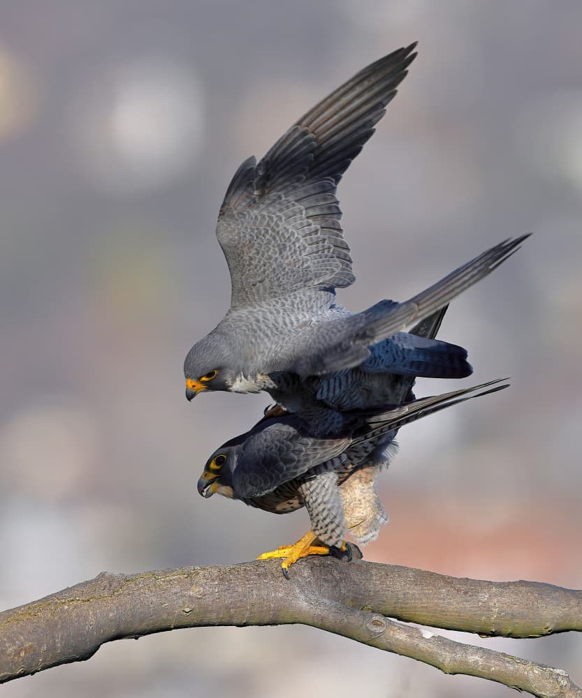Falcons Mating Moment by Gavin Lam — canvas wall art