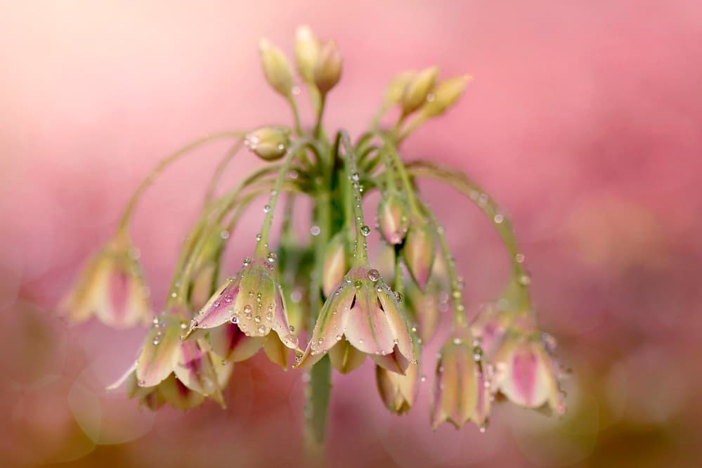 Dewy Pink Bellflowers by Jacky Parker — canvas wall art