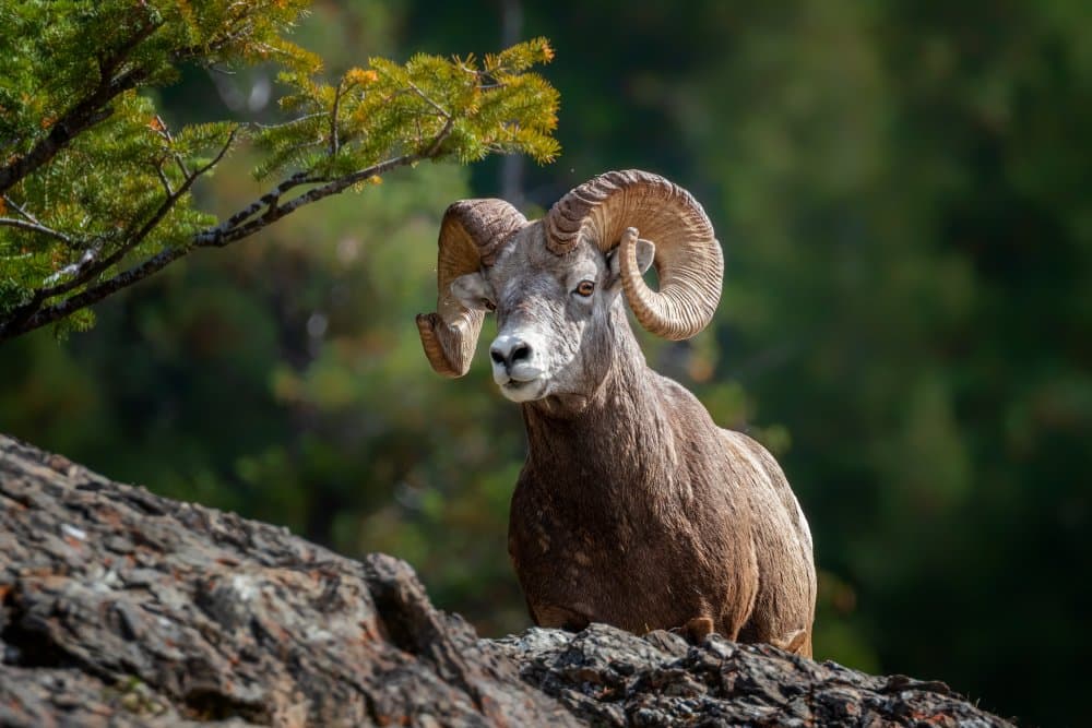 Majestic Mountain Ram by Siyu_Wei APA — canvas wall art