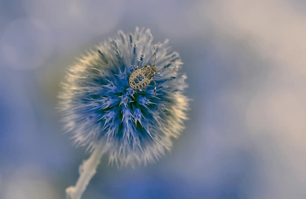 Intricate Bug on Thistle by Thierry Dufour — canvas wall art