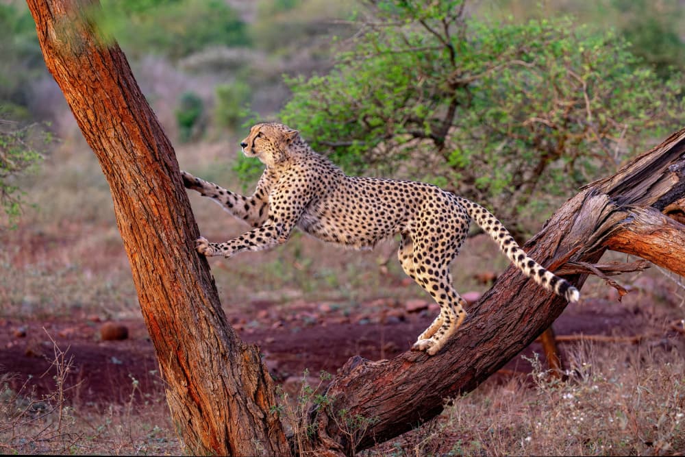 Wild Cheetah Climbing Tree by Alessandro Catta — canvas wall art