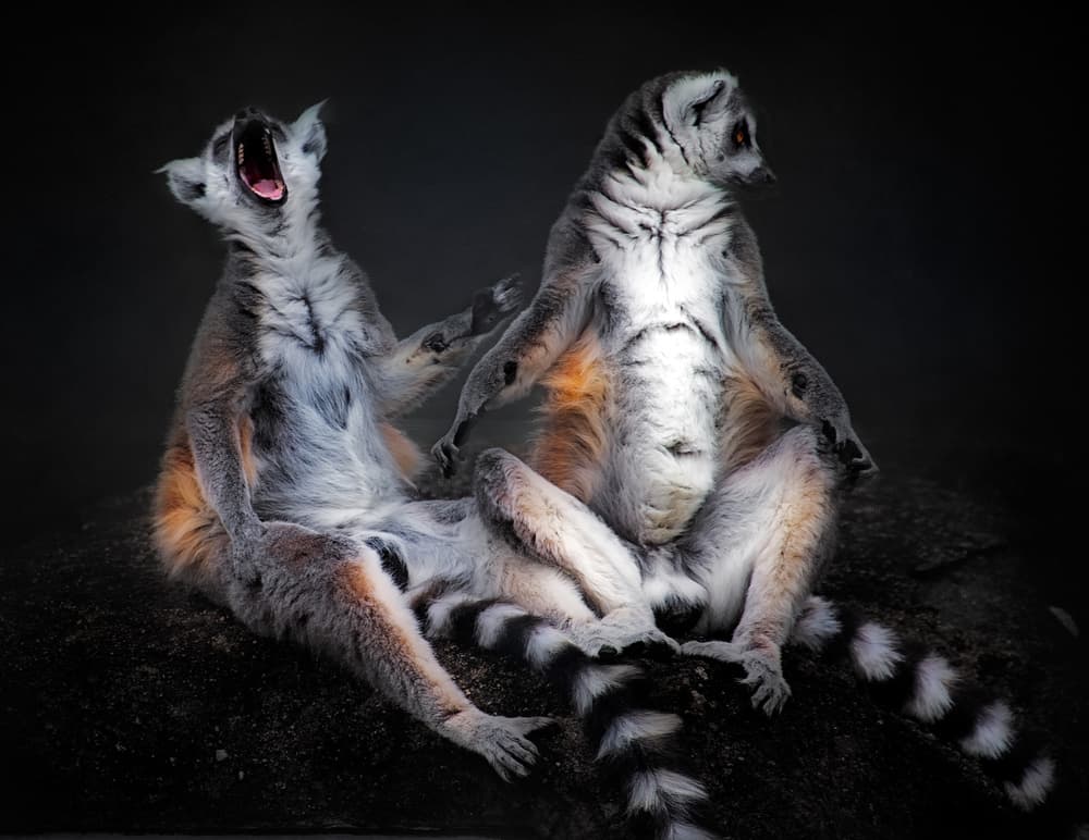 Yawning Ring-Tailed Lemur by Santiago Pascual Buye — canvas wall art