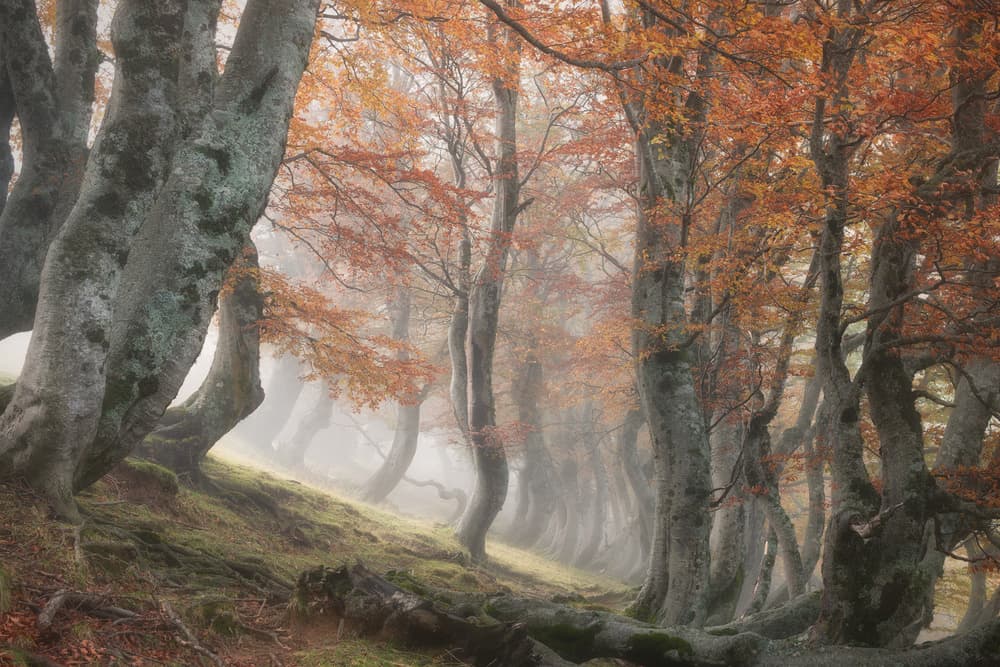 Misty Autumn Forest by Roberto Marchegiani — canvas wall art