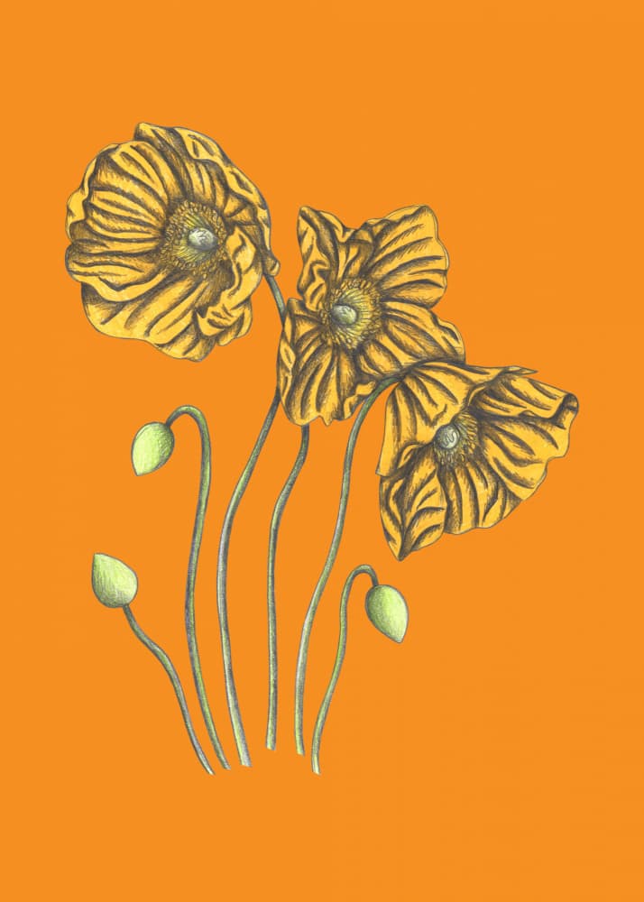Golden Poppies by Cecilia Battaini — canvas wall art