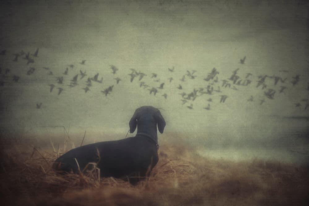 Watchful Dog And Birds by Heike Willers — canvas wall art