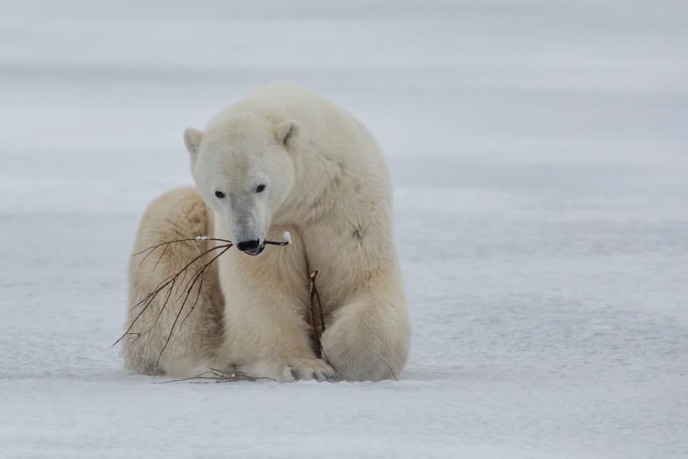 Curious Arctic Bear by Alessandro Catta — canvas wall art