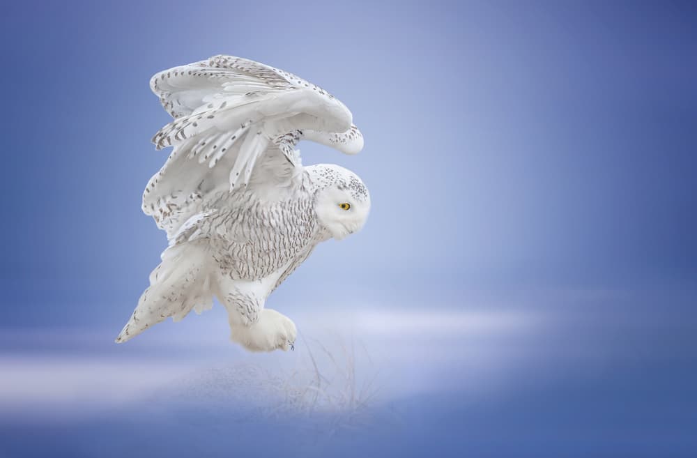 Snowy Owl in Flight by Tao Huang — canvas wall art