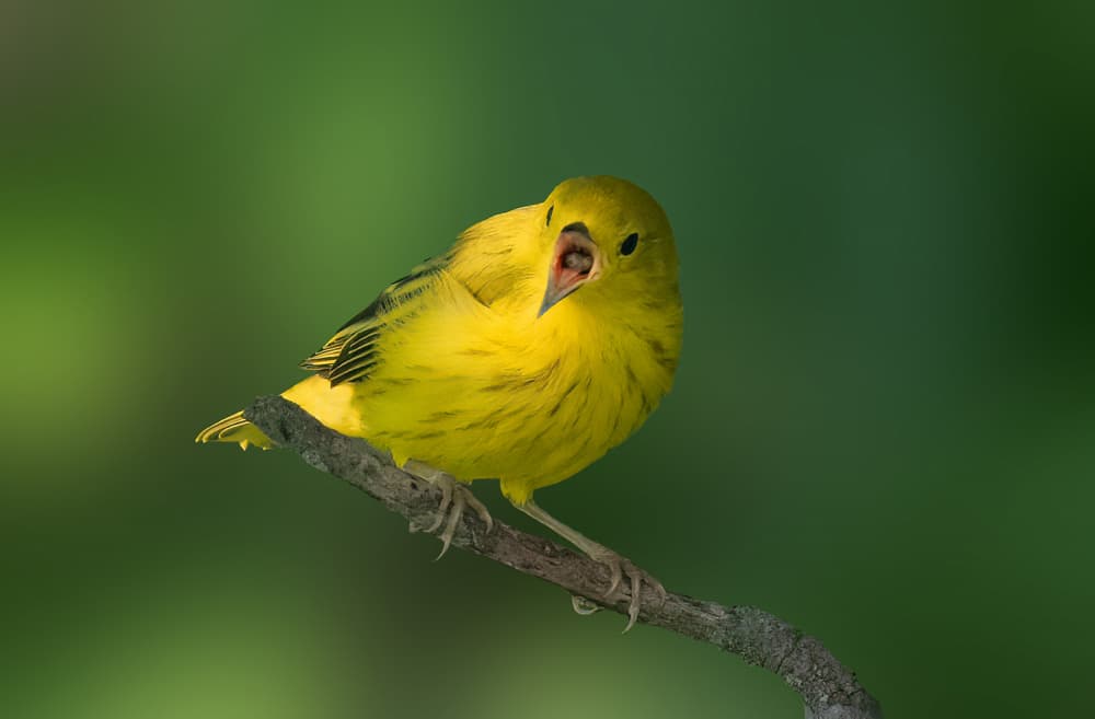Singing Yellow Warbler by Robert Zhang — canvas wall art