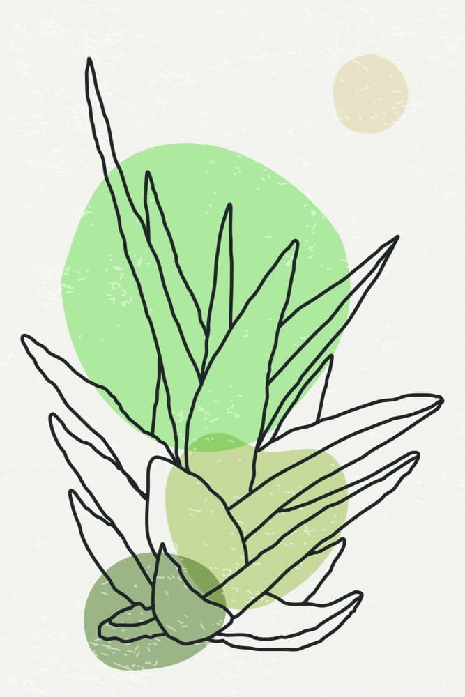 Minimalist Aloe Plant by jay stanley — canvas wall art