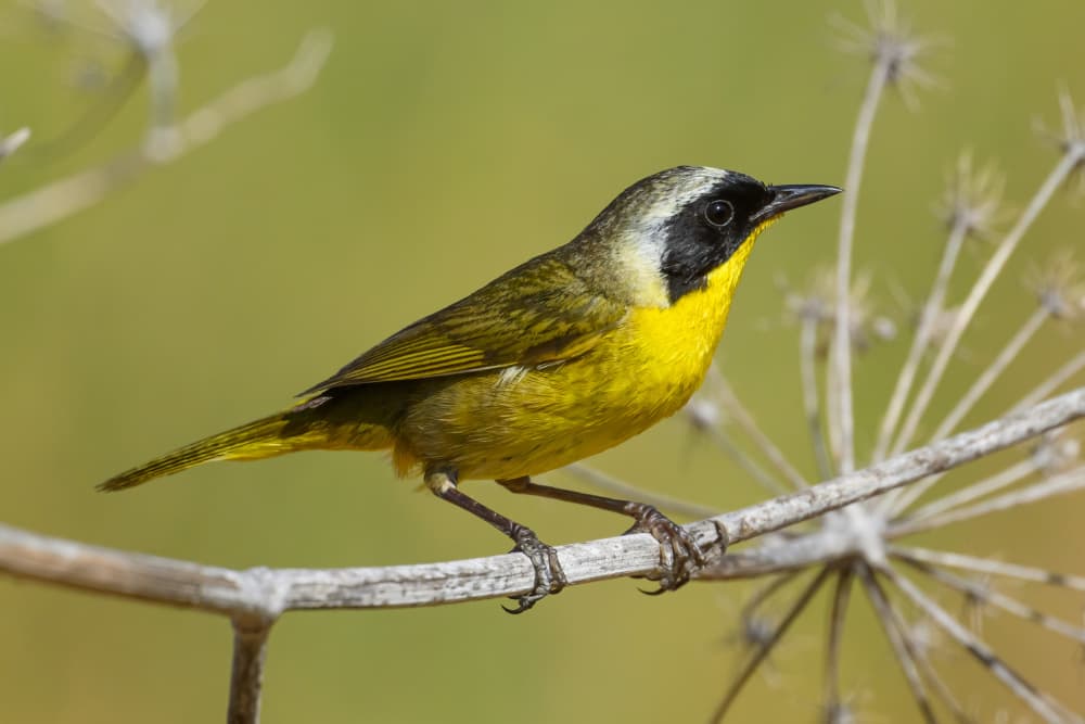 Common Yellowthroat Perched by Moses Wang — canvas wall art