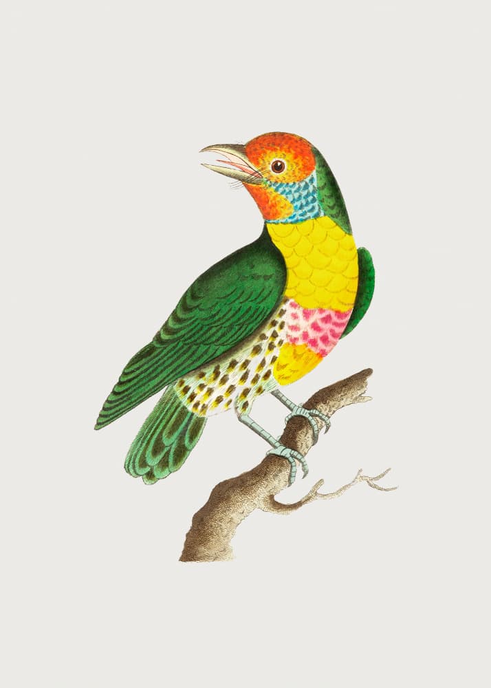 Mayna Barbet by Mayna barbet — canvas wall art