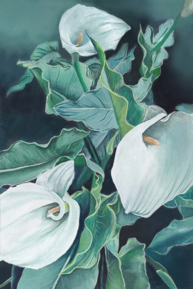 Elegant Calla Lilies by Viccy Wanliss — canvas wall art