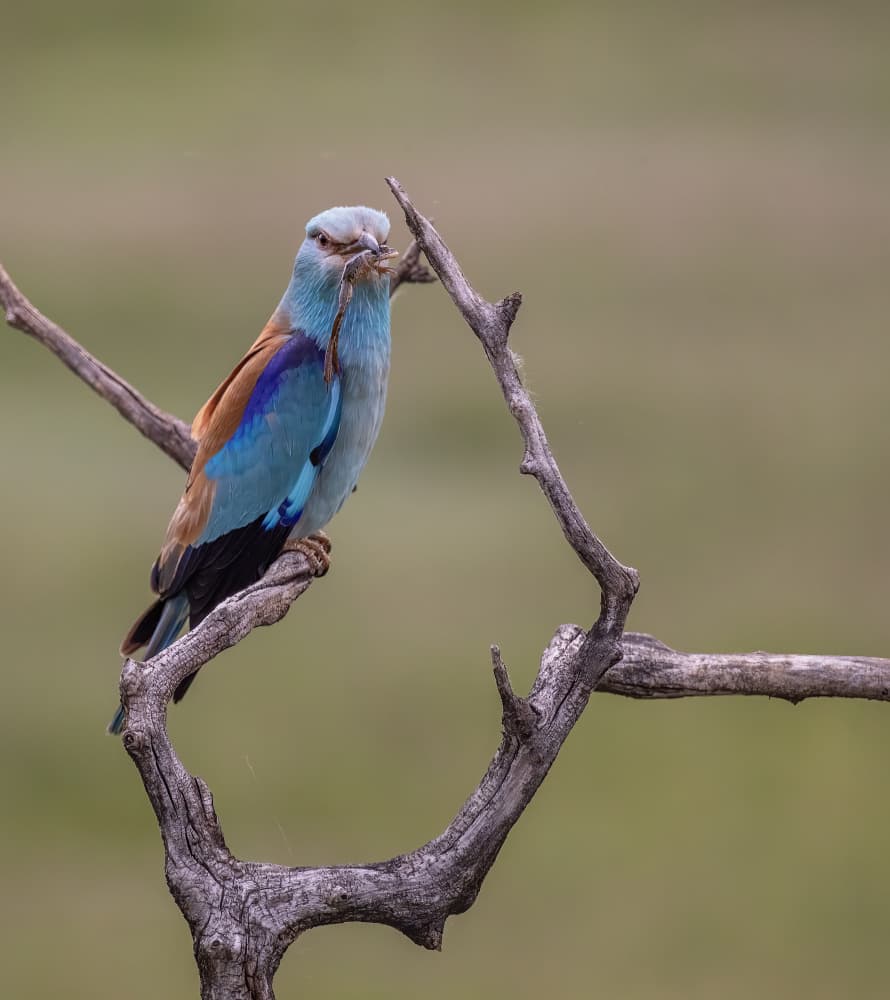 Vibrant Roller With Prey by Judy Tseng — canvas wall art