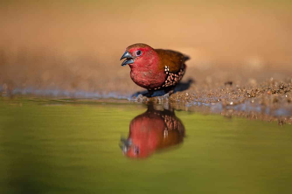 Red Finch Water Reflection by Marco Pozzi — canvas wall art