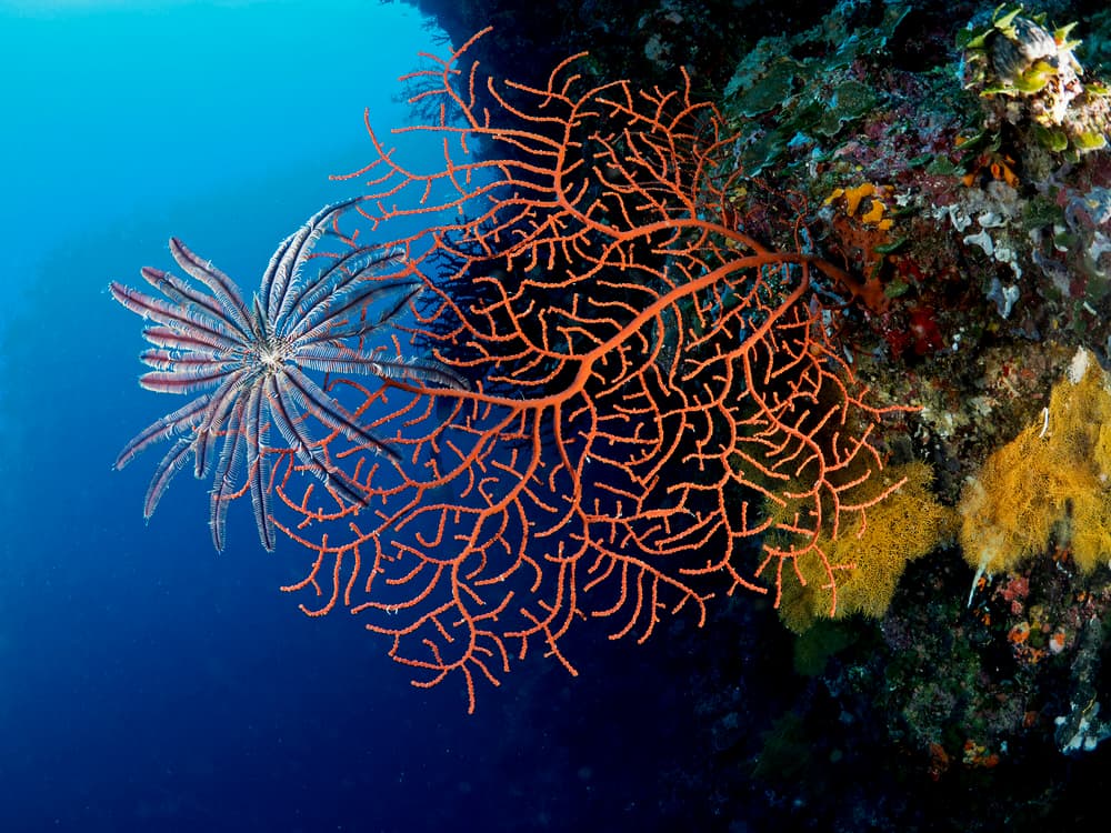 Feather Star and Sea Fan by Ilan Ben Tov — canvas wall art