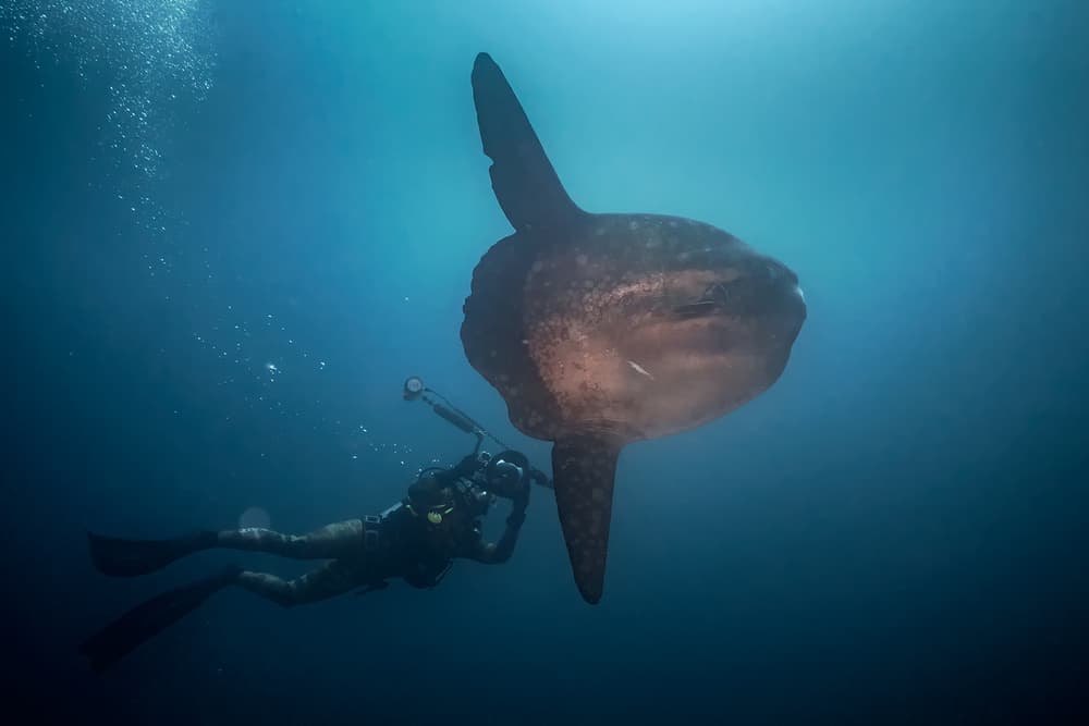 Ocean Sunfish Encounter by Marcel Rebro — canvas wall art