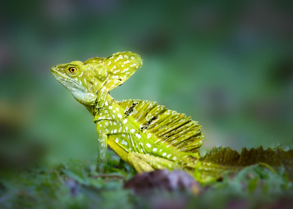 Vibrant Green Basilisk by Li Ying — canvas wall art