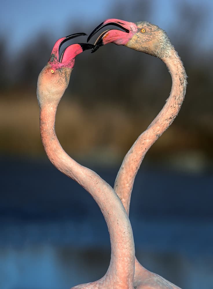 Loving Flamingo Heart by Xavier Ortega — canvas wall art