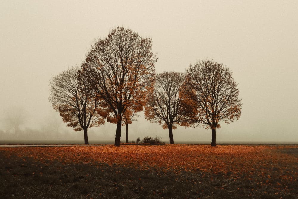 Autumn Trees In Mist by Renate Wasinger — canvas wall art