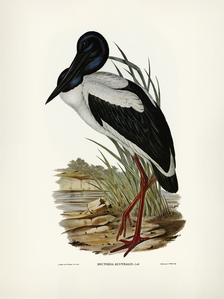 Australian Mycteria by Elizabeth and John Gould — canvas wall art