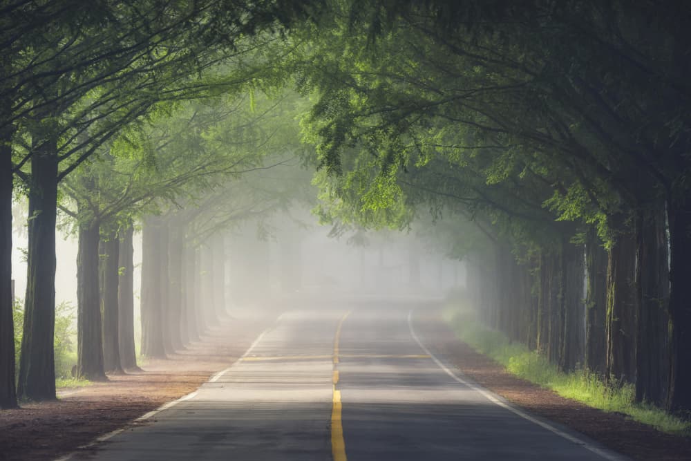 Misty Green Avenue by Tiger Seo — canvas wall art